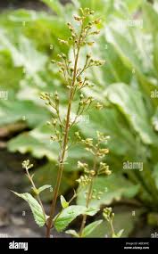 Attēlu rezultāti vaicājumam “Scrophulariaceae”