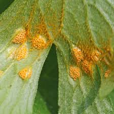 Attēlu rezultāti vaicājumam “Puccinia poarum”