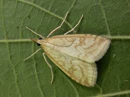 Attēlu rezultāti vaicājumam “Udea lutealis”