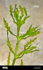 Attēlu rezultāti vaicājumam “Najas major”