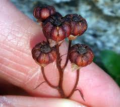 Attēlu rezultāti vaicājumam “Chimaphila umbellata fruit”