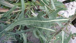 Attēlu rezultāti vaicājumam “Lactuca tatarica bud”