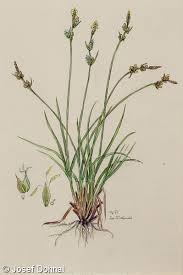 Attēlu rezultāti vaicājumam “Carex pilulifera”