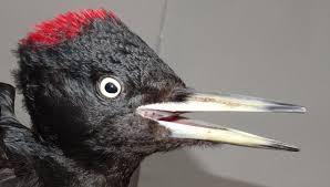 Attēlu rezultāti vaicājumam “Dryocopus martius adult”