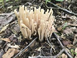 Attēlu rezultāti vaicājumam “Clavaria sphagnicola”