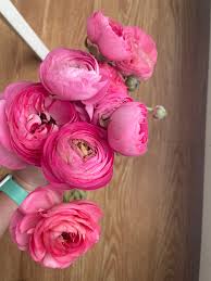 Attēlu rezultāti vaicājumam “Ranunculus brunnescens”