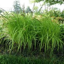 Attēlu rezultāti vaicājumam “Carex elata”