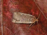 Attēlu rezultāti vaicājumam “Conistra rubiginea”