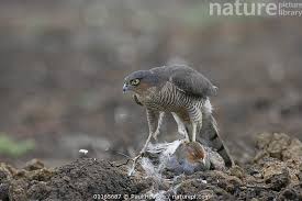 Attēlu rezultāti vaicājumam “Accipiter nisus female”