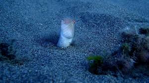 Image result for Xyrichtys novacula