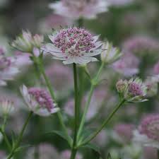 Attēlu rezultāti vaicājumam “Astrantia major fruit”
