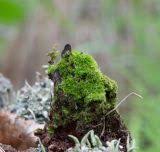 Attēlu rezultāti vaicājumam “Cynodontium strumiferum”