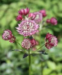 Image result for Astrantia majon `Abbey Road`