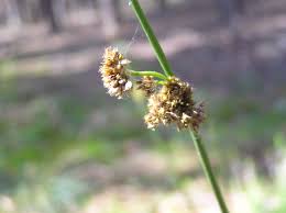 Attēlu rezultāti vaicājumam “Juncus conglomeratus”