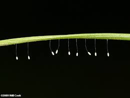 Attēlu rezultāti vaicājumam “Chrysopidae eggs”