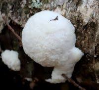 Attēlu rezultāti vaicājumam “Fuligo candida”