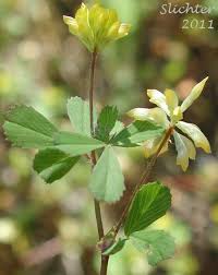 Attēlu rezultāti vaicājumam “Trifolium dubium bud”