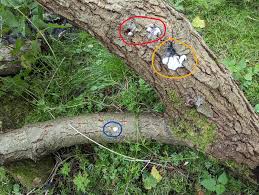 Attēlu rezultāti vaicājumam “Stemonitis fusca stalked”