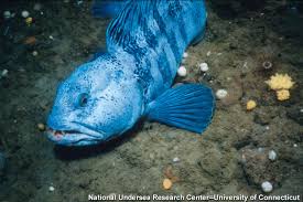 Image result for Anarhichas lupus