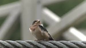Attēlu rezultāti vaicājumam “Hirundo rustica juvenile”