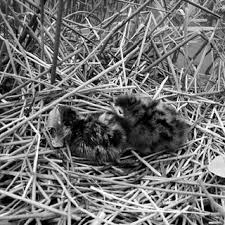 Attēlu rezultāti vaicājumam “Chlidonias niger eggs”