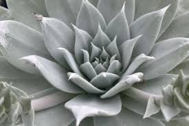 Attēlu rezultāti vaicājumam “Crassulaceae”