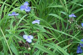 Attēlu rezultāti vaicājumam “Tradescantia virginiana flower”