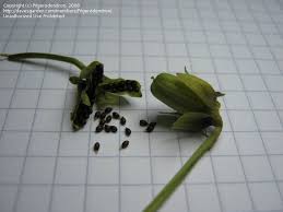 Attēlu rezultāti vaicājumam “Viola uliginosa”