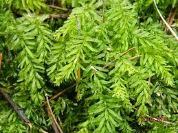 Attēlu rezultāti vaicājumam “Plagiomnium undulatum”