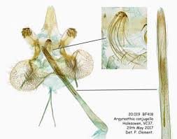 Attēlu rezultāti vaicājumam “Argyresthiidae”