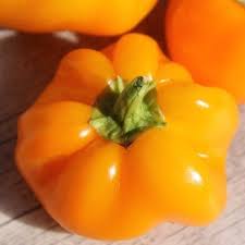 Afbeeldingsresultaat voor topepo giallo sweet pepper