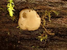 Attēlu rezultāti vaicājumam “Hyaloscypha hyalina”