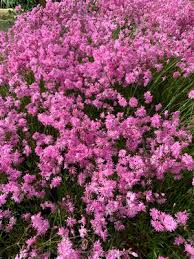 Image result for Lychnis flos-cuculi