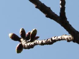 Attēlu rezultāti vaicājumam “Cerasus bud”