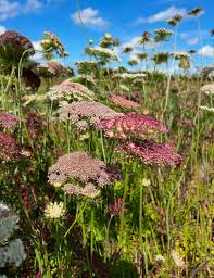 Image result for Daucus carota