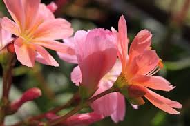 Image result for Bitterwurz