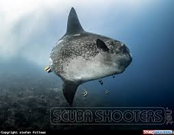 Image result for Mola alexandrini