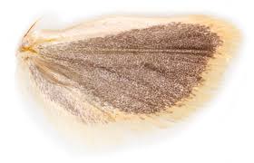 Attēlu rezultāti vaicājumam “Aphelia paleana”