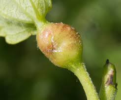 Attēlu rezultāti vaicājumam “Contarinia petioli”