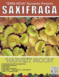 Attēlu rezultāti vaicājumam “Saxifraga cymbalaria fruit”