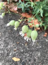 Attēlu rezultāti vaicājumam “Silene vulgaris bud”