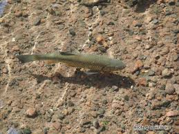 Image result for Squalius cephalus cavedanus