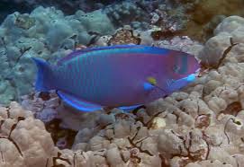 Image result for Chlorurus perspicillatus