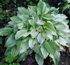 Image result for Hosta White Feather