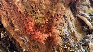 Attēlu rezultāti vaicājumam “Arcyria denudata stalked”