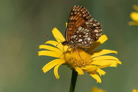 Attēlu rezultāti vaicājumam “Melitaea diamina underside”