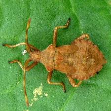 Attēlu rezultāti vaicājumam “Coreus marginatus nymph”