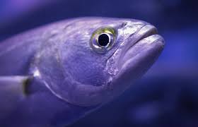 Image result for Pomatomus saltatrix