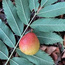 Attēlu rezultāti vaicājumam “Sorbus intermedia fruit”