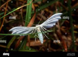 Attēlu rezultāti vaicājumam “Pterophorus pentadactyla”